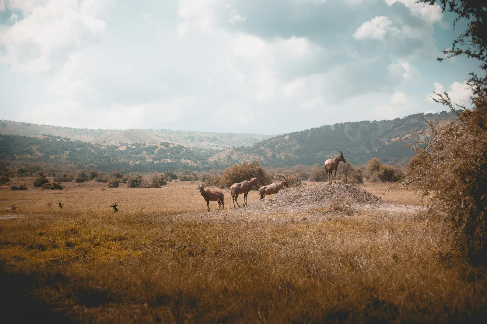 Heldenafbeelding voor Rwanda